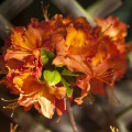 Rhododendron prinophyllum 'Mandarin Lights'