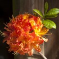 Rhododendron prinophyllum 'Mandarin Lights'