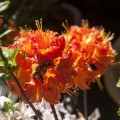 Rhododendron prinophyllum 'Mandarin Lights'