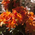 Rhododendron prinophyllum 'Mandarin Lights'