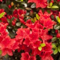 Rhododendron obtusum 'Racoon'