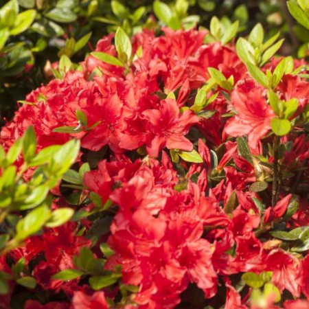 Rhododendron obtusum 'Racoon'