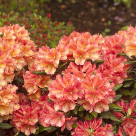 Rhododendron yakushimanum 'Valencia'
