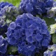 Hydrangea 'Blue Boogie Woogie' ® Music Collection ®