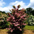 Cornus kousa Scarlet Fire' ®