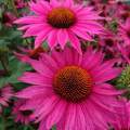 Echinacea 'J.S. Robin Hood'