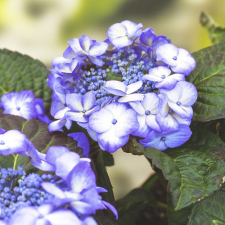 Hydrangea 'Blue Baby Blues' ® Music Collection ®