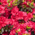Rhododendron obtusum 'Maraschino' ®