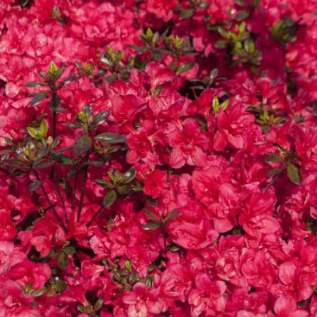 Rhododendron obtusum 'Maraschino' ®