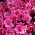Rhododendron obtusum 'Michiko'