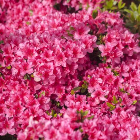 Rhododendron obtusum 'Michiko'