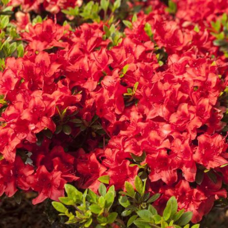 Rhododendron obtusum 'Muneira'