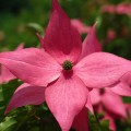 Cornus kousa Scarlet Fire' ®