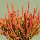 Calluna vulgaris 'Zoe' GardenGirls ®