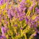 Erica cinerea 'Golden Sport'