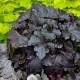 Heuchera 'Black Pearl'