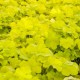 Heuchera 'Citronelle'