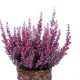 Calluna vulgaris 'Frieda' GardenGirls ®