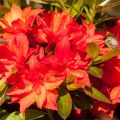 Rhododendron mixtum 'Feuerköpfchen'