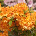 Rhododendron mixtum 'Orangenköpfchen'