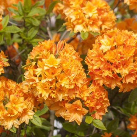 Rhododendron mixtum 'Orangenköpfchen'