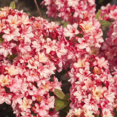 Rhododendron mixtum 'Rosenköpfchen'