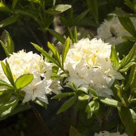 Rhododendron mixtum 'Schneeköpfchen'