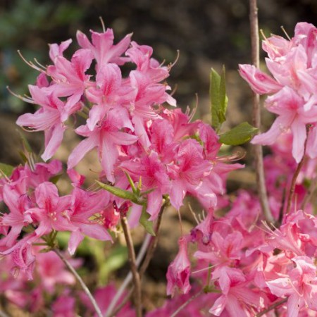 Rhododendron prinophyllum 'Rosy Lights'