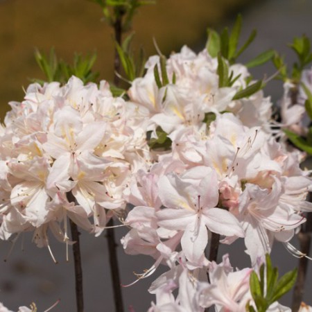 Rhododendron prinophyllum 'White Lights'