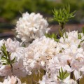 Rhododendron prinophyllum 'White Lights'