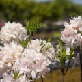 Rhododendron prinophyllum 'White Lights'