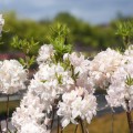 Rhododendron prinophyllum 'White Lights'