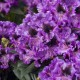 Rhododendron Hybride 'Blaue Jungs'