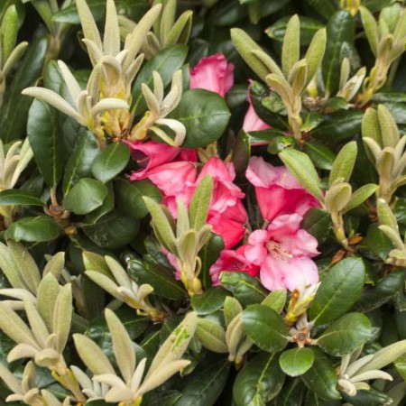 Rhododendron yakushimanum 'Debbie Dane'