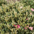 Rhododendron yakushimanum 'Debbie Dane'