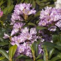 Rhododendron Hybride 'INKARHO Dufthecke' ® lila