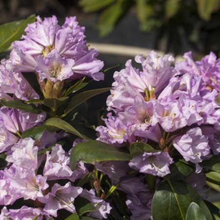 Rhododendron Hybride 'INKARHO Dufthecke' ® lila