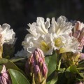 Rhododendron Hybride 'INKARHO Dufthecke' ® weiß