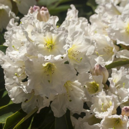 Rhododendron Hybride 'INKARHO Dufthecke' ® weiß