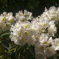 Rhododendron Hybride 'INKARHO Dufthecke' ® weiß