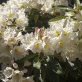 Rhododendron Hybride 'INKARHO Dufthecke' ® weiß