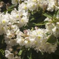 Rhododendron Hybride 'INKARHO Dufthecke' ® weiß