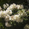 Rhododendron Hybride 'INKARHO Dufthecke' ® weiß