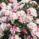 Rhododendron yakushimanum 'Edelweiß'