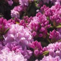 Rhododendron Hybride 'Frentano' ®