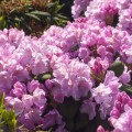 Rhododendron Hybride 'Frentano' ®