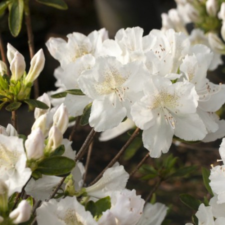 Rhododendron obtusum 'Lemon Eye'