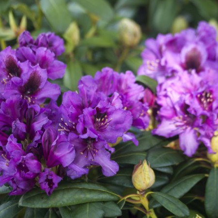 Rhododendron Hybride 'Orakel'