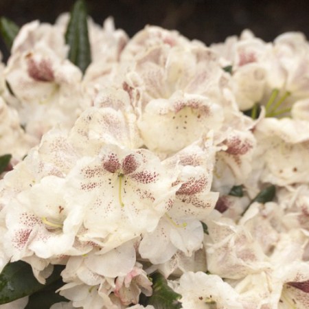 Rhododendron Hybride 'Prinses Máxima'