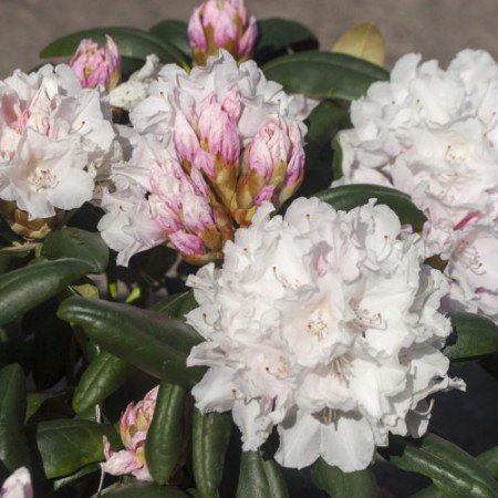 Rhododendron yakushimanum 'Falling Snow'